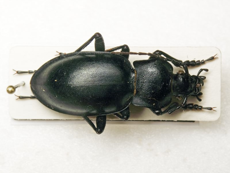 Carabus glabratus Paykull, 1790